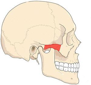 anatomie zygomatique